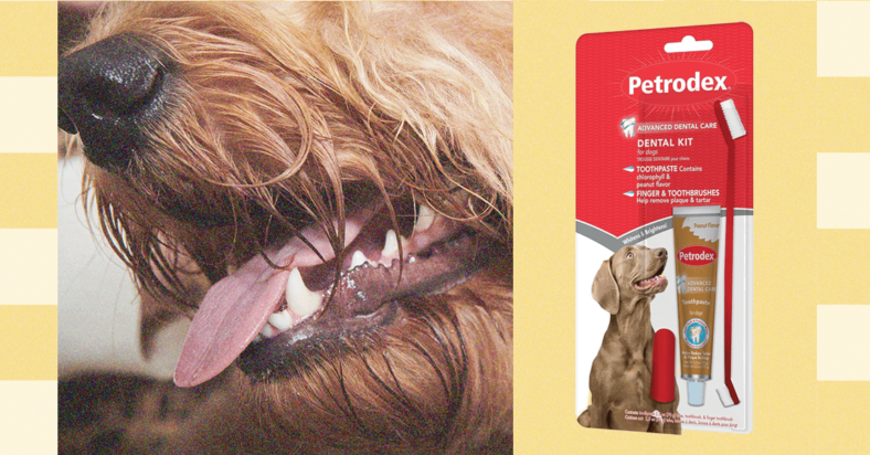 How to Brush Your Pet’s Teeth—Veterinarians Weigh In (2025) How to Brush Your Pet’s Teeth—Veterinarians Weigh In (2025)