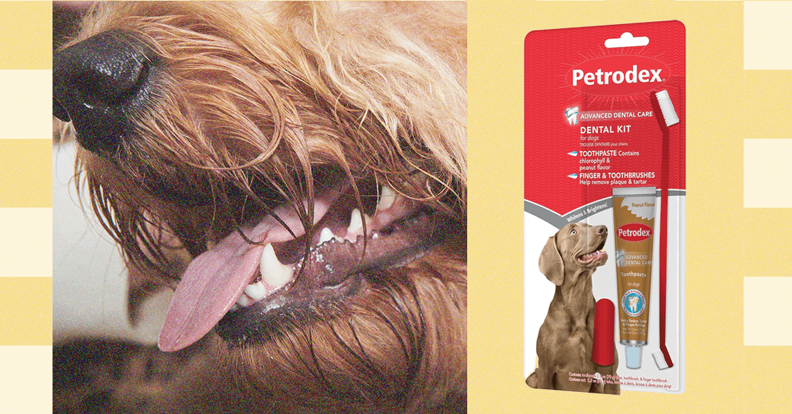 How to Brush Your Pet’s Teeth—Veterinarians Weigh In (2025) How to Brush Your Pet’s Teeth—Veterinarians Weigh In (2025)