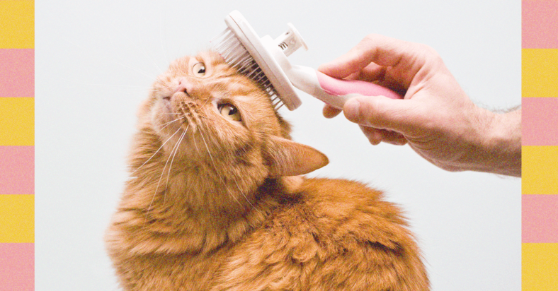 How to Clean Your Dog’s Ears and Clip Your Cat’s Nails—Experts Weigh In (2025) How to Clean Your Dog’s Ears and Clip Your Cat’s Nails—Experts Weigh In (2025)