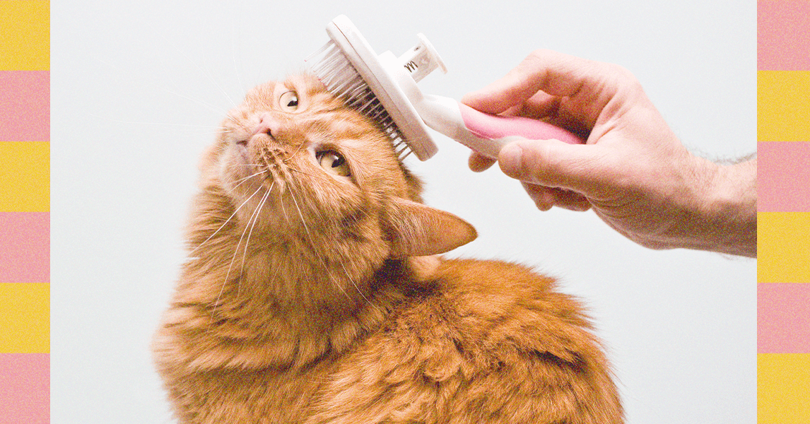 How to Clean Your Dog’s Ears and Clip Your Cat’s Nails—Experts Weigh In (2025) How to Clean Your Dog’s Ears and Clip Your Cat’s Nails—Experts Weigh In (2025)